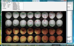These images are from one apple. The white apples are infrared images. 