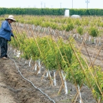 Family Tree Farms workers straighten out drip irrigation lines in a new peach orchard on April 9, 2015. The operation has 5,000 acres in California’s Central Valley as well as 1,000 acres of blueberries in both Mexico and Peru. (TJ Mullinax/Good Fruit Grower)