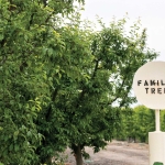 Family Tree Farms in Reedley, California on April 9, 2015. (TJ Mullinax/Good Fruit Grower)