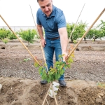 New peach trees are grown using a vase shape. “If you have a 10-year-old block of stone fruit, it looks ancient because of how fast the industry is changing,” says Daniel Jackson. (TJ Mullinax/Good Fruit Grower)