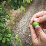 Daniel Jackson, from Family Tree Farms, shows a young Plumcot from their test orchard in Reedley, California, on April 9, 2015. (TJ Mullinax/Good Fruit Grower)
