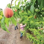 Young peaches at the Family Tree Farms test orchard in Reedley, California on April 9, 2015. (TJ Mullinax/Good Fruit Grower)
