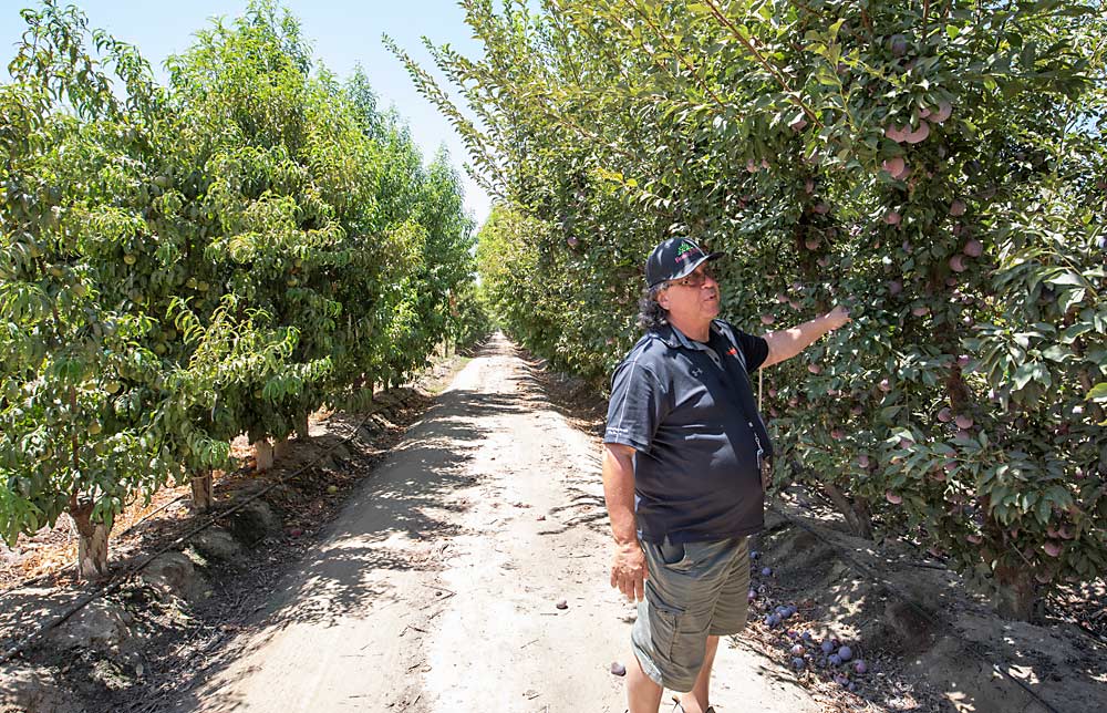 Family Tree Farms’ research orchard sits just outside the tasting room, where Wuhl runs trials with 4,000 individual trees consisting of 1,000 varieties from 28 breeders on 20 rootstocks. Here, he inspects the growth of a mottled plumcot named “Flavor Gator.” (TJ Mullinax/Good Fruit Grower)