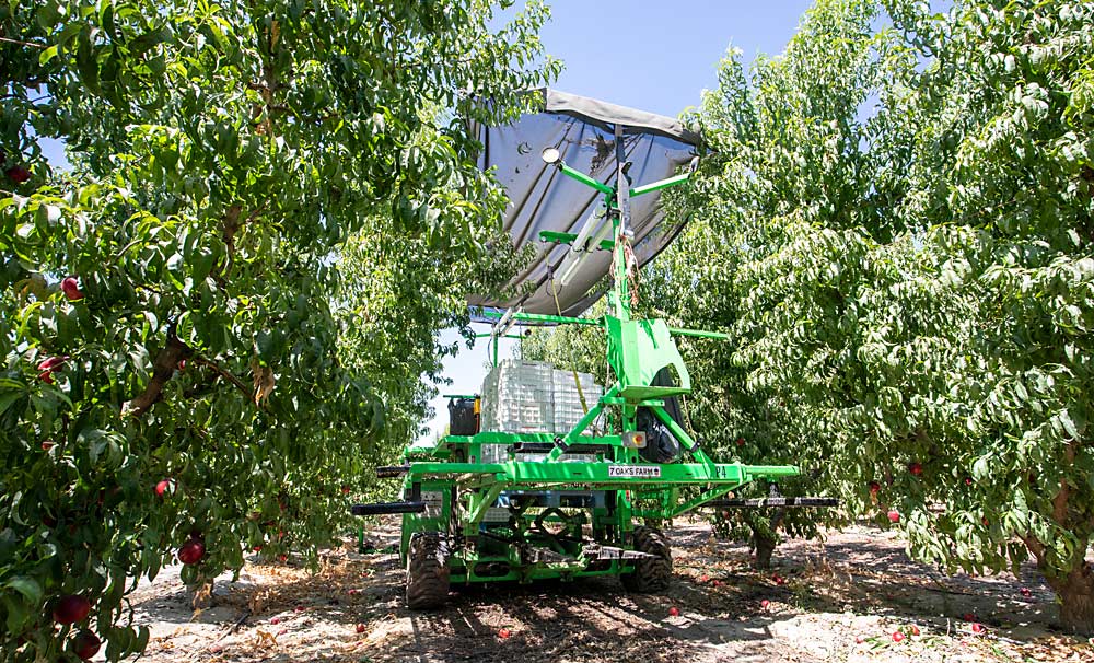 Family Tree Farms has a total of 24 platforms, which the company uses for harvest, pruning and thinning. The company has found that platforms speed harvest, even compared to pedestrian workers who pick only the bottoms of the trees without using ladders. (TJ Mullinax/Good Fruit Grower)