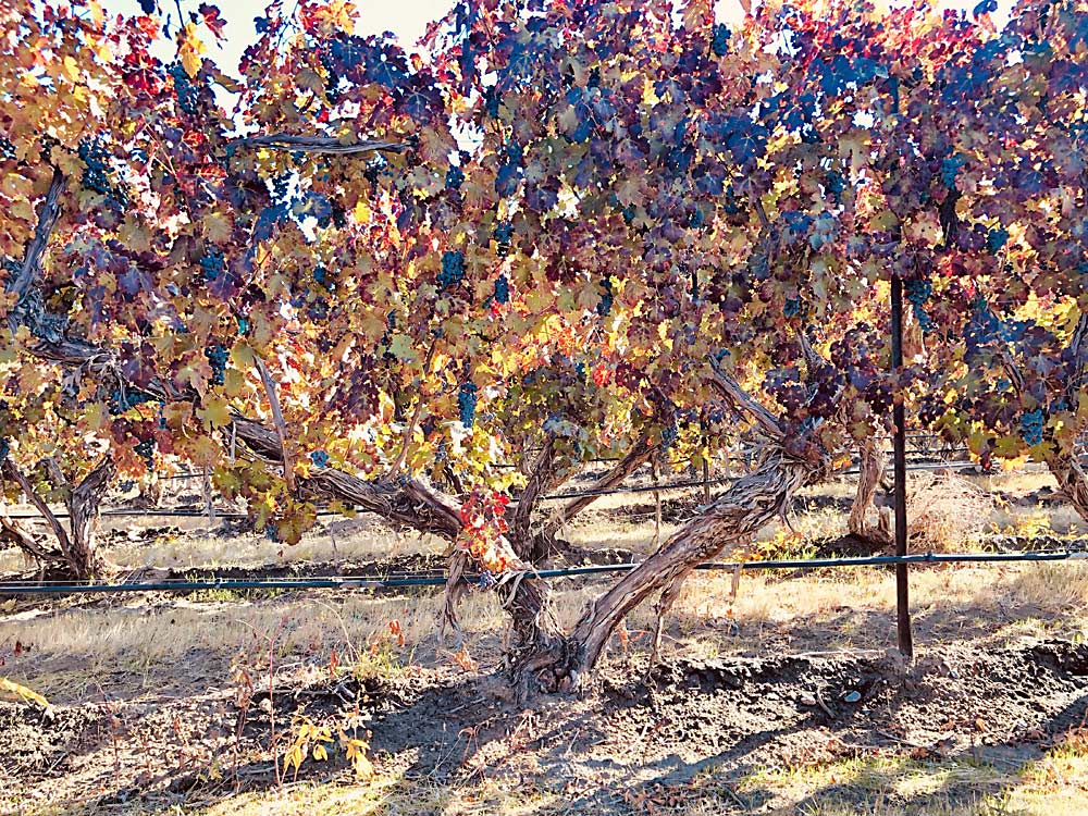 Fan Trellis wine grape training system near Benton City, Washington. (Courtesy Scott Williams/Kiona Vineyards)