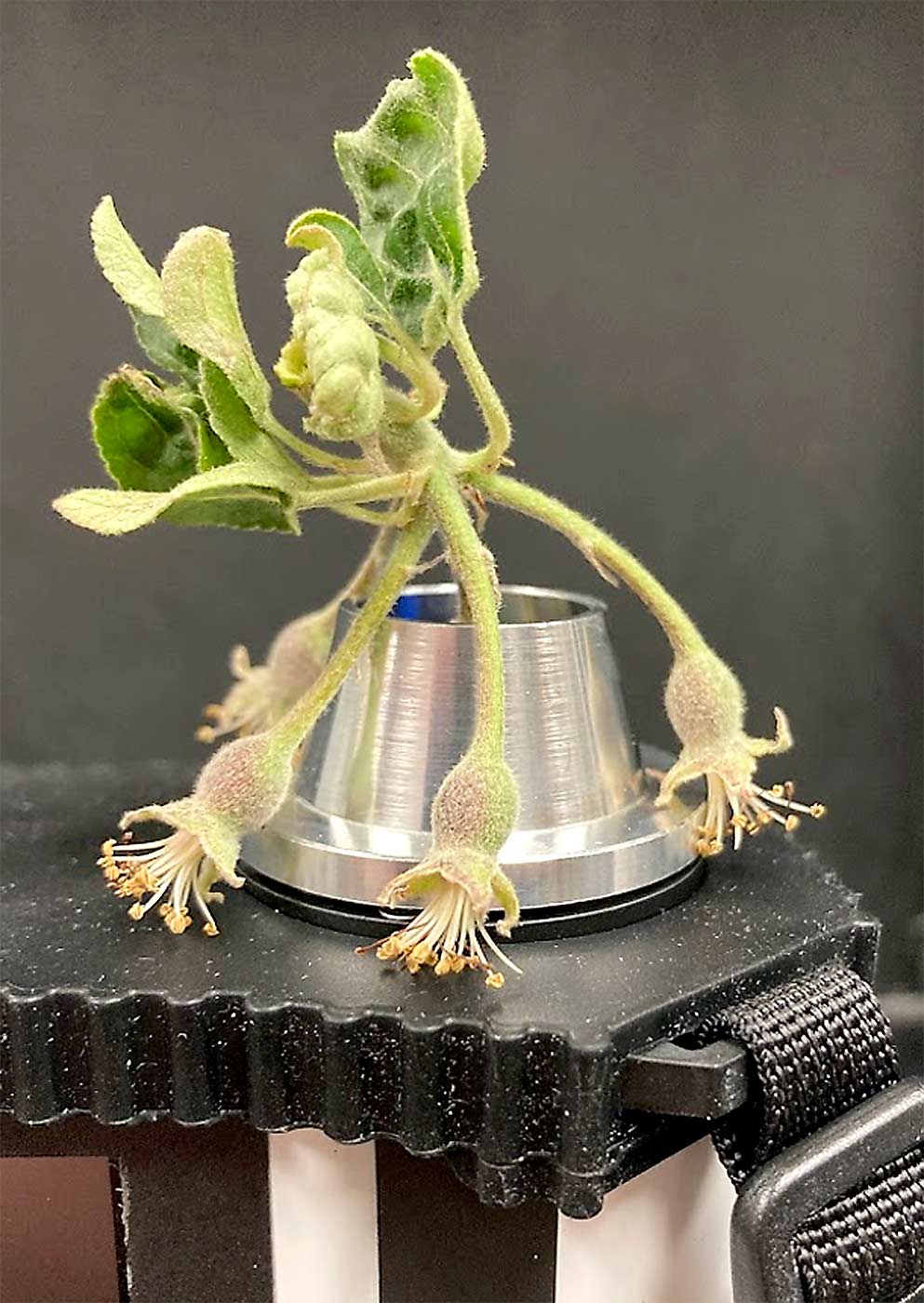 A cluster of fruitlets rests on a Felix Instruments spectrometer. One of the fruitlets, obscured by a cone used to limit sunlight, sits calyx-end down on the spectrometer’s lens. The lens shoots a beam of light at the fruitlet, which absorbs the light and reflects it back. North Carolina State University researchers use the reflectance measurement to predict whether the fruitlet will abscise or persist. The actual trials were conducted in orchards, and the measured fruitlets were not removed from the trees. (Courtesy Jimmy Larson/North Carolina State University)