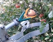 The FF Robotics system, which uses a three-pronged gripper for picking, is a fruit identification algorithm that “learns” in each orchard so that the harvester can adapt to the specific cultivar and canopy structure. (Courtesy FF Robotics)