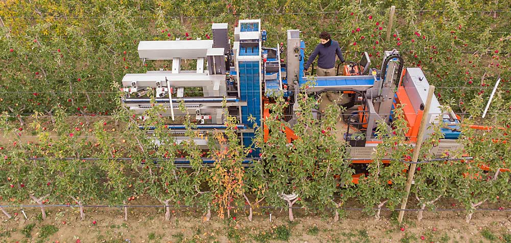 This Fresh Fruit Robotics harvester is smaller than the prior version and is fully integrated with a self-leveling platform, fruit-to-bin delivery system and bin management pathway. And there is space to incorporate a sorting system on top, where the technician stands. (TJ Mullinax/Good Fruit Grower)