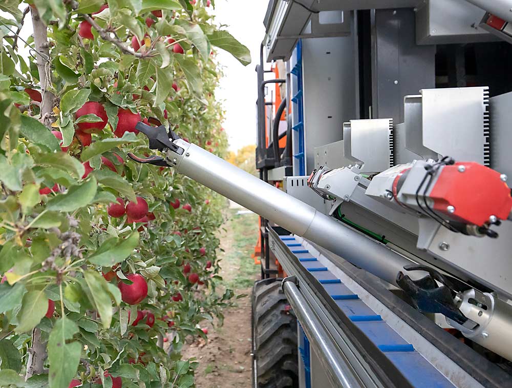 Each tier features two picking arms that alternate. Kahani said that while one arm is picking, the other is looking for the next target fruit. The blue conveyor below the arms carries fruit, single file, toward the bin. (TJ Mullinax/Good Fruit Grower)