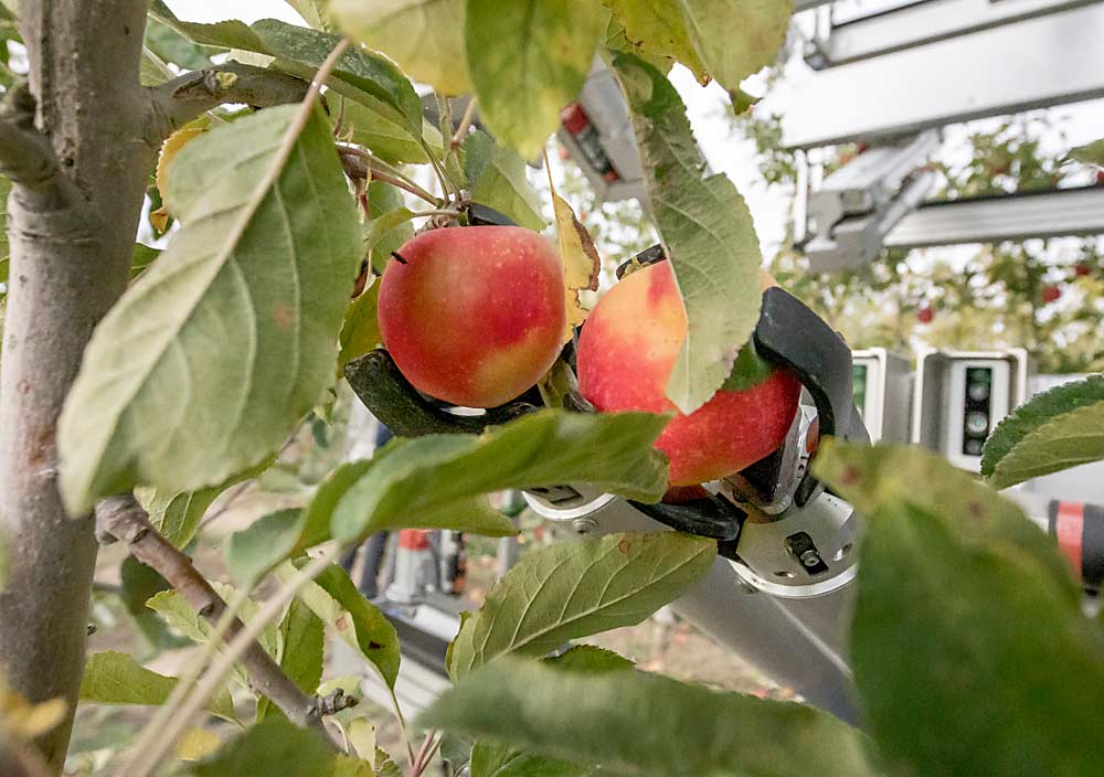 Doubles — two apples on the same spur — have been a challenge for all harvest automation, but in this instance, the Fresh Fruit Robotics harvester successfully picked both. The company is still tweaking its algorithms based on 2021 data to make it smarter about when to pick or not in tricky spots. (TJ Mullinax/Good Fruit Grower)