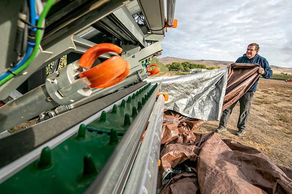 At right, Avi Kahani, founder of FFRobotics, pulls the tarp off his company’s robotic harvester to get ready for a day of trials in October in an Ephrata, Washington, orchard. The Israeli company is one of a few in the race to develop an automated apple harvester and held trials in Washington state this year. (TJ Mullinax/Good Fruit Grower)