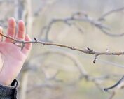A dormant branch shows fruiting terminal buds and axillary vegetative buds. (Courtesy Washington State University/Digital Vendetta)