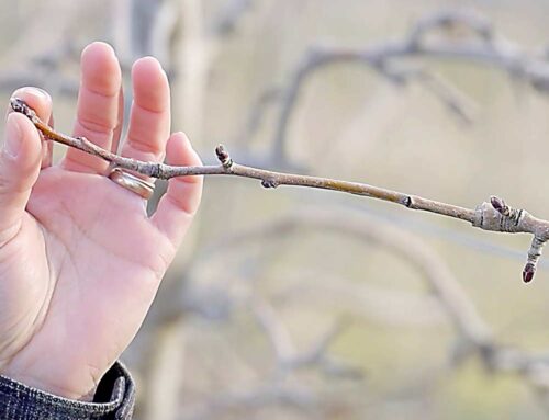 Good to Know: Apple pruning 101 — Video