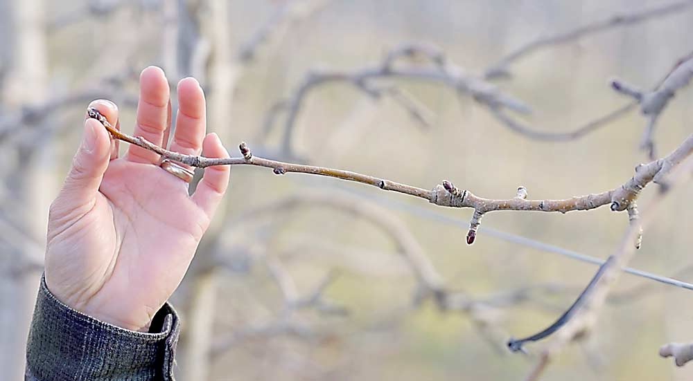 A dormant branch shows fruiting terminal buds and axillary vegetative buds. (Courtesy Washington State University/Digital Vendetta)