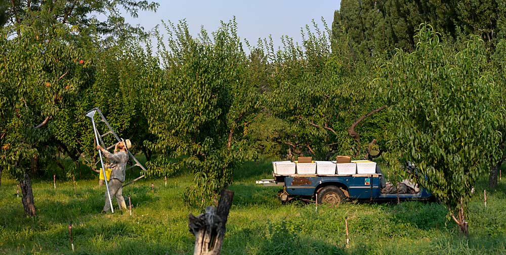 JC Kauffman of Filaree Fruit picks a few remaining organic peaches in late August in Okanogan County, Washington. To thrive on small parcels in remote locales, growers in North Central Washington seek premium specialty markets, streamline chores and sometimes work second jobs. (TJ Mullinax/Good Fruit Grower)