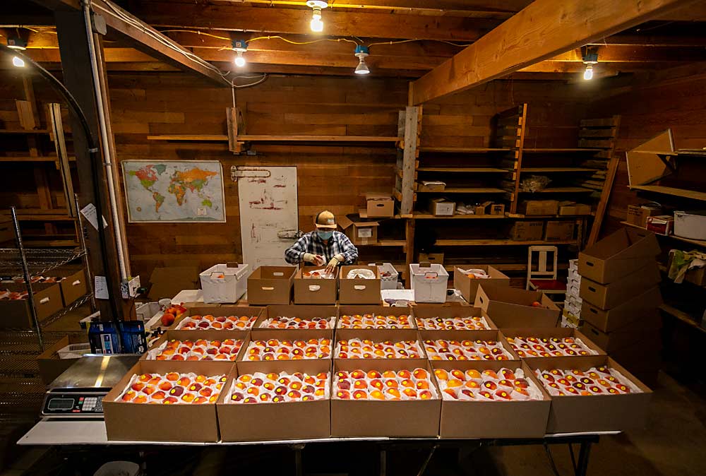 Specialty grocers in Washington consider Filaree Fruit’s organic peaches, hand-wrapped here by Rosalva Delgado, a seasonal excitement generator, allowing the farm to command high prices. (TJ Mullinax/Good Fruit Grower)