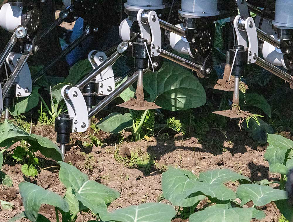 Under the WeedSpider, several arms and blades busily work their way around delicate row crops, informed by camera technology, while the robot carefully navigates the field and various obstacles. (TJ Mullinax/Good Fruit Grower)