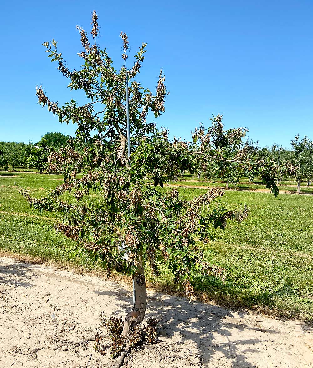 A fire blight-stricken apple tree in the U.S. Department of Agriculture’s Malus collection in Geneva, New York. Fire blight outbreaks have become more frequent and more intense in New York’s apple regions in the past several years, forcing growers to be more vigilant with chemical applications. (Courtesy Kerik Cox/Cornell University)
