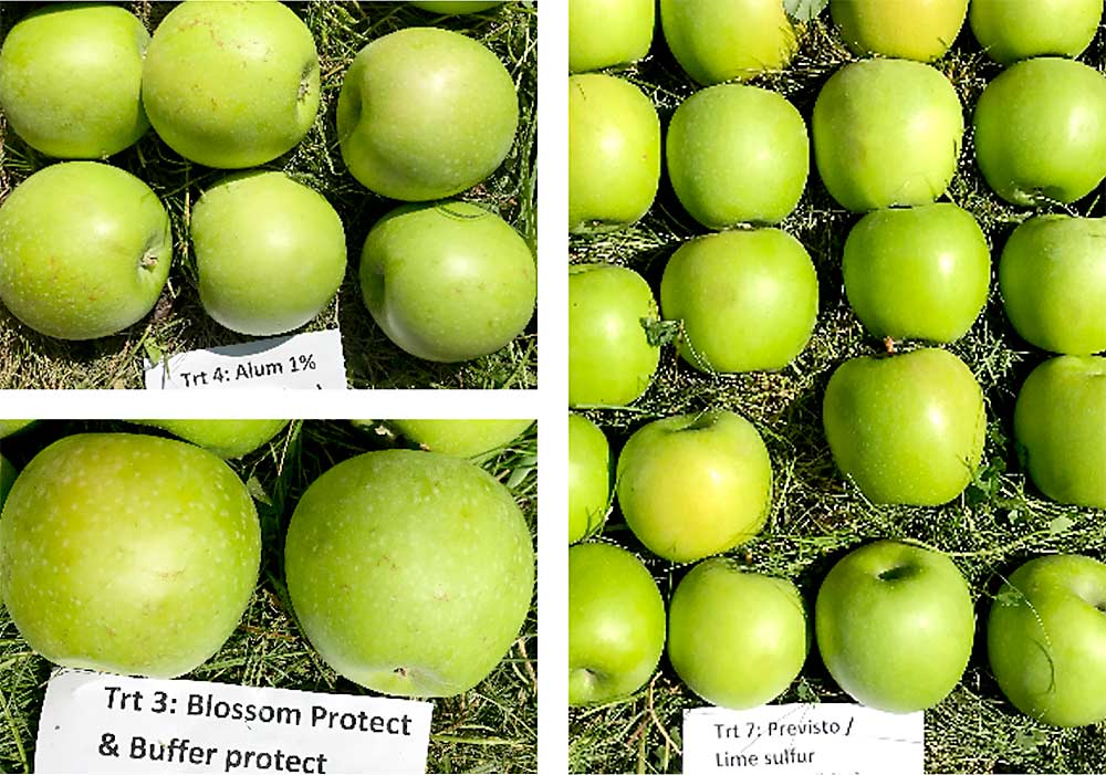 Unfortunately, the most effective nonantibiotic fire blight materials show higher potential to mark fruit, according to pathologist Ken Johnson of Oregon State University. While marking pressure is relatively low in Oregon, where these Granny Smith apples were harvested from trials, you can see some marking in the alum, Blossom Protect with Buffer Protect, and Previsto with lime sulfur treatments. (Courtesy Ken Johnson/Oregon State University)