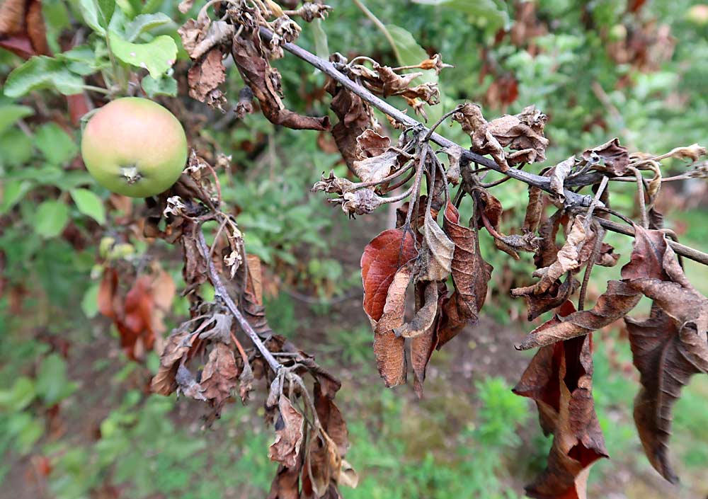 Susceptible varieties and high-density plantings make the modern apple industry more vulnerable to fire blight, seen here infecting an apple tree. A new research project will intensify efforts to fight the disease. (Courtesy George Sundin/Michigan State University)