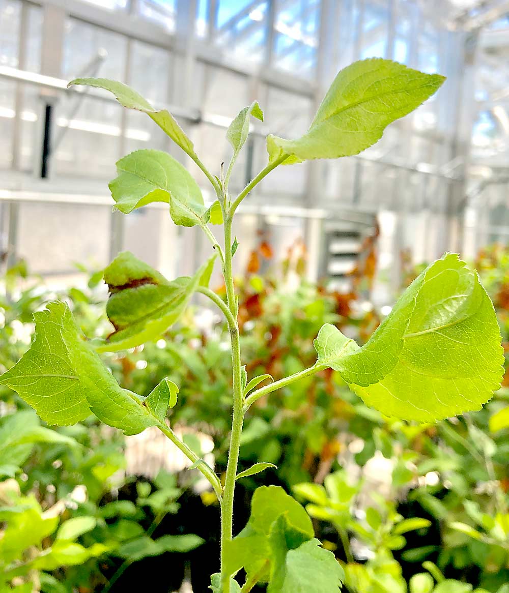 Awais Khan’s Cornell research team has infected hundreds of apple seedlings with fire blight in the greenhouse. They infect the seedlings by bisecting young leaves with scissors dipped in bacteria. The plant pictured here is showing fire blight resistance and is growing out of its infection, while many others lose stems and leaves to the disease. (Courtesy Awais Khan/Cornell University)