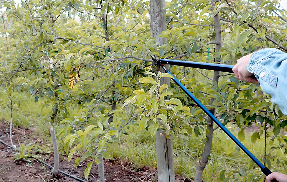The standard advice of cutting out fire blight 12 to 18 inches past the point of visible infection, as in this Wenatchee Valley orchard, has new data to back it up from trials at four universities in the United States. It’s still the best way to prevent infection from traveling to other parts of the tree. (Courtesy Tianna DuPont/Washington State University)