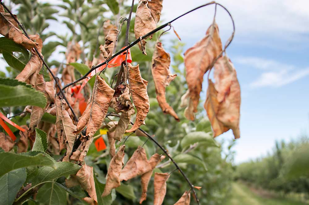 The new apple tree insurance program offers a fire blight endorsement — if cankers are found in the central leader of young trees despite a grower’s best prevention efforts. (Ross Courtney/Good Fruit Grower)