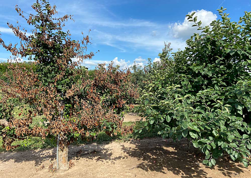 At left is a tree at the U.S. Department of Agriculture’s apple germplasm repository in Geneva, New York, that’s been infected by the 41:23:38 fire blight strain. (Courtesy Kerik Cox/Cornell University)