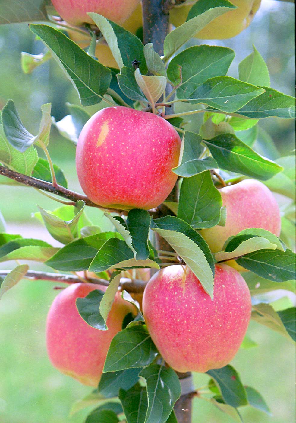 Firecracker, a new release from the Cornell AgriTech apple breeding program, has a unique combination of acidity and sweetness that makes it a good candidate for fresh use, baking and hard cider production. (Courtesy Kevin Maloney/Cornell University)