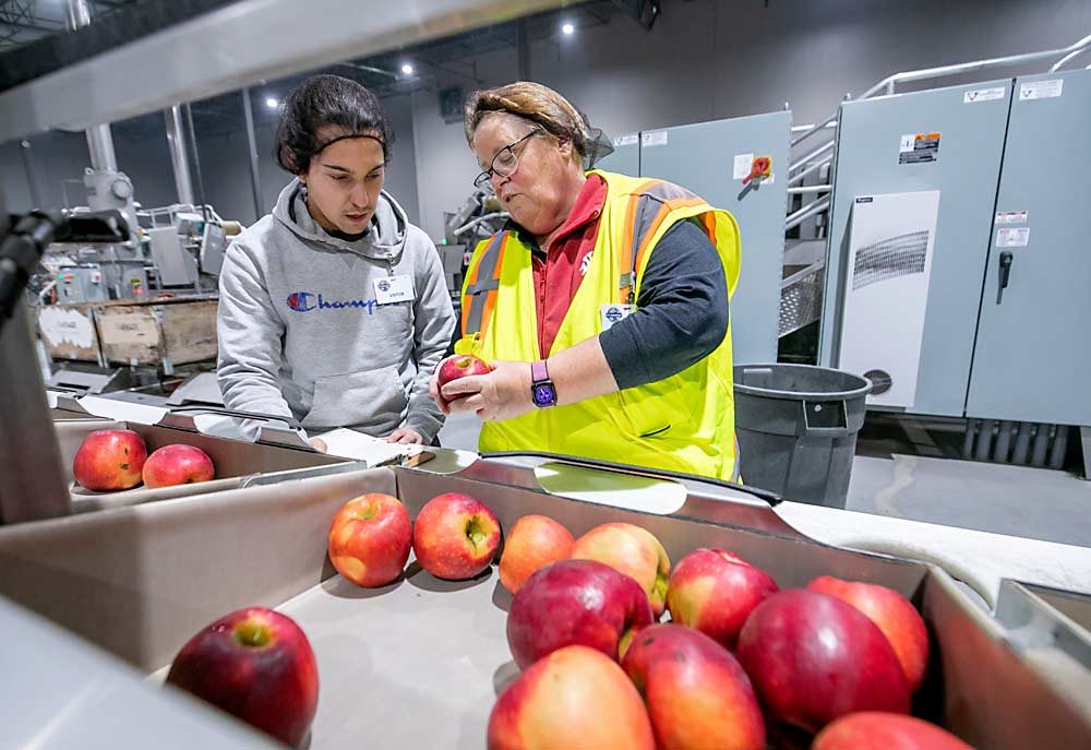 Federico Grignaffini, left, and Karen Lewis of Washington State University inspect a culled WA 38 apple in December at CPC International Apple Co.’s Tieton, Washington, packing facility. Limb rub and punctures were the most commonly found defect among culled apples, followed by green spot, according to WSU cull reports of the new apple’s first commercial run. (TJ Mullinax/Good Fruit Grower)