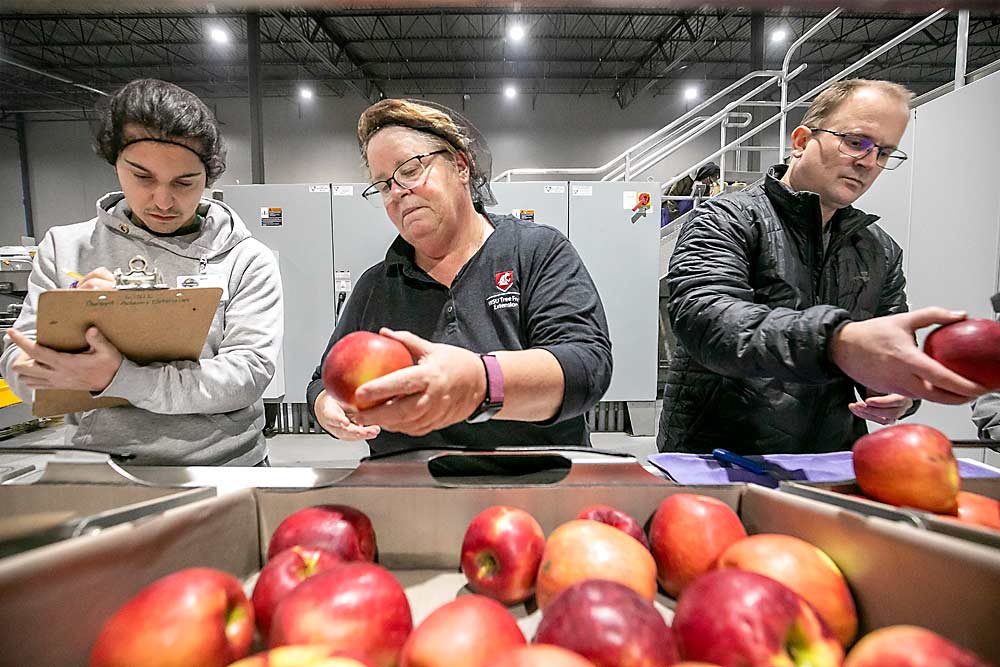 From left, Federico Grignaffini, Karen Lewis and Jon Alegria examine culled third-leaf WA 38 apples, sold as Cosmic Crisps, in December at the quality control station at CPC International Apple Co. in Tieton, Washington. Lewis and other Washington State University researchers repeated this analysis of culled apples for second-leaf fruit runs in January. (TJ Mullinax/Good Fruit Grower)