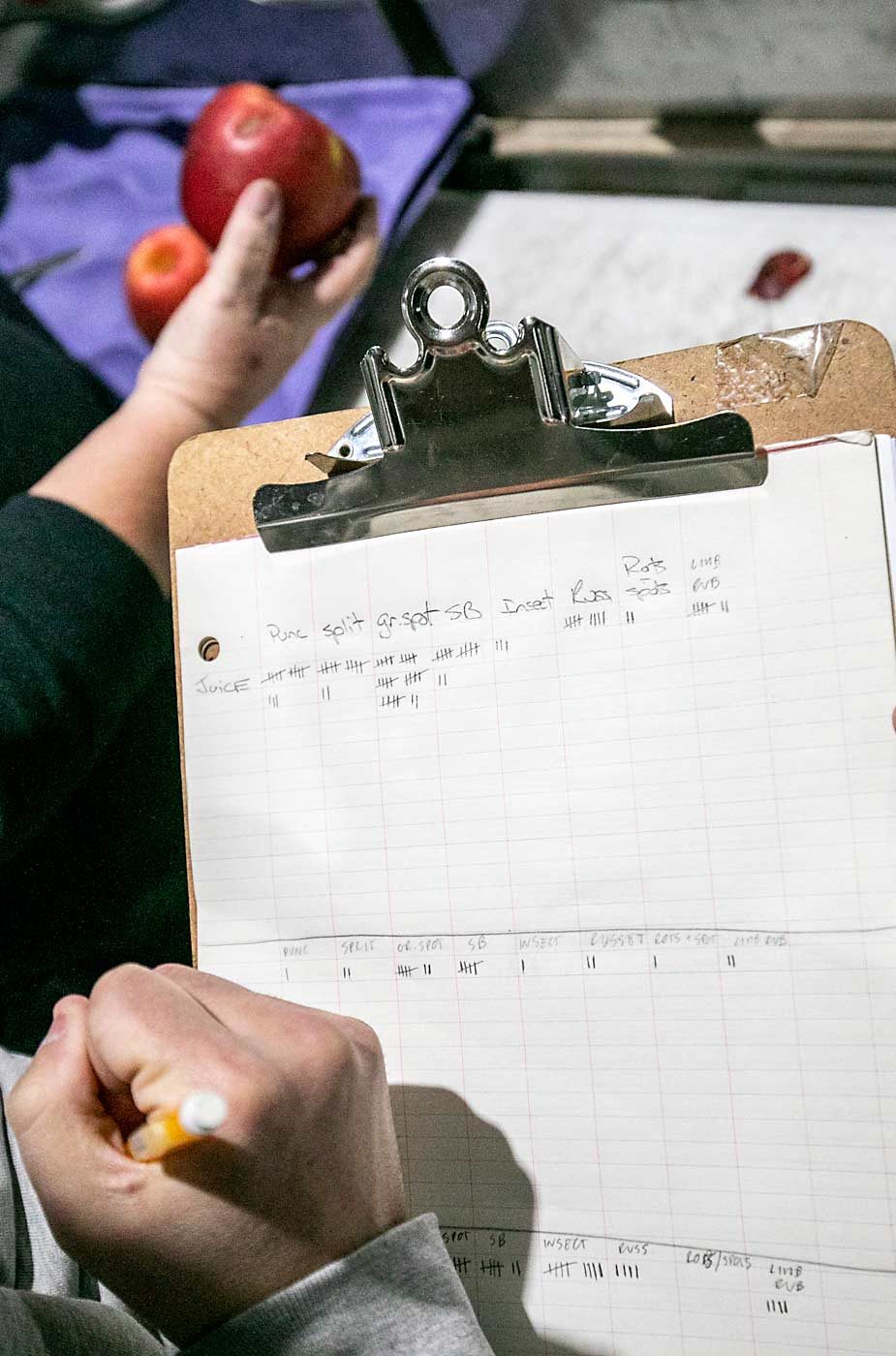 Federico Grignaffini, an intern at the Washington Tree Fruit Research Commission, catalogs cull fruit from the first run of Cosmic Crisp in December 2019. (TJ Mullinax/Good Fruit Grower)