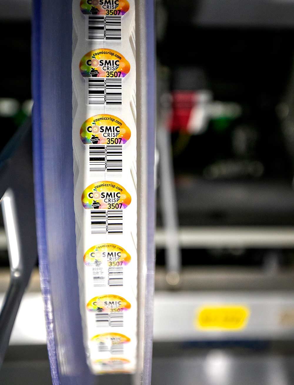 Branded stickers await their apples on the CPC International packing line. “The brand is everything,” said Lynnell Brandt, president of Proprietary Variety Management, the company steering the commercial release of Cosmic Crisp. “And we want to make this a global brand.” (TJ Mullinax/Good Fruit Grower)