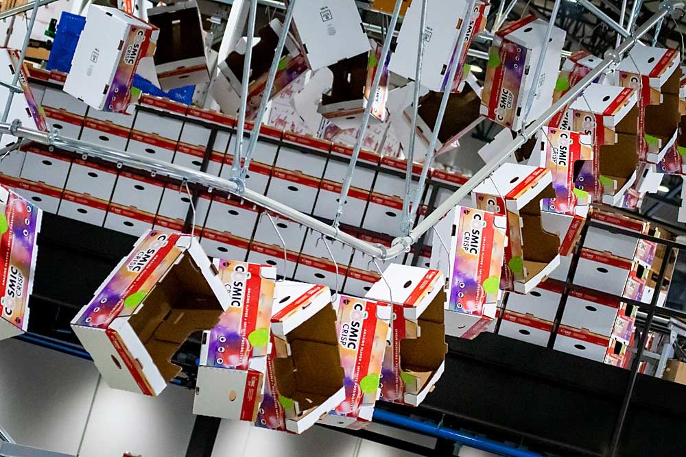 Branded boxes move through the CPC International Apple Co. facility in preparation for Cosmic Crisp apples in early December in Tieton, Washington. Washington shippers sold out of their first batch of eligible Cosmic Crisps, the brand name for the WA 38 apple, released commercially for the first time on Dec. 1, 2019. (TJ Mullinax/Good Fruit Grower)