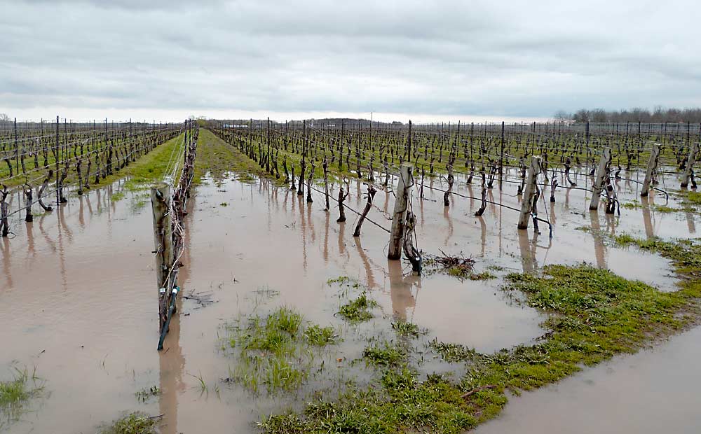 A Niagara, Ontario-area vineyard floods during the wet spring of 2019. As climate change shifts precipitation patterns toward more intense rainfall, growers may find they need additional strategies to reduce the risks of flooding or erosion. Soil compaction and drainage issues can result in ponding that has a negative impact on grape productivity and lifespan, according to Anne Verhallen, soil management specialist for the Ontario Ministry of Agriculture, Food and Rural Affairs. (Courtesy Kathryn Carter, Ontario Ministry of Agriculture, Food and Rural Affairs)