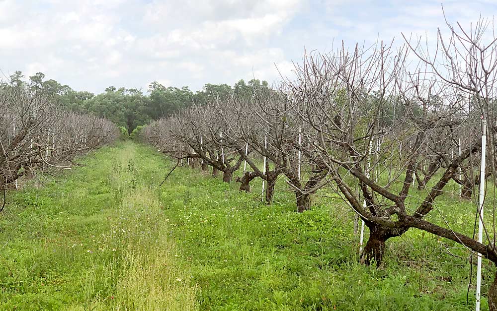 A peach orchard in central Florida lost to flood-related waterlogging. University of Florida researcher Ali Sarkhosh is seeking shallow-rooted peach rootstocks that can survive in the state’s flood-prone lower elevations. (Courtesy Ali Sarkhosh/University of Florida)
