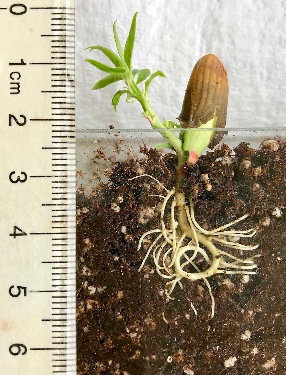 This peach rootstock seedling, a progeny from the backcross of Flordaguard and a peach/almond hybrid called 1251, was transplanted into a rhizotron to analyze its root system architecture. University of Florida breeders are studying this and other rootstocks, seeking greater variety for Florida peach growers. (Courtesy Ricardo Lesmes-Vesga/University of Florida)
