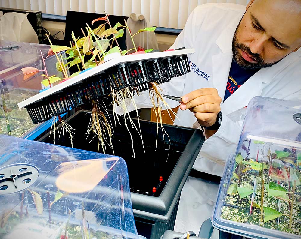 As part of the search for better peach rootstocks, University of Florida graduate student Ricardo Lesmes-Vesga evaluates the vegetative propagation of the progenies of three peach backcrosses. (Courtesy Ricardo Lesmes-Vesga/University of Florida)