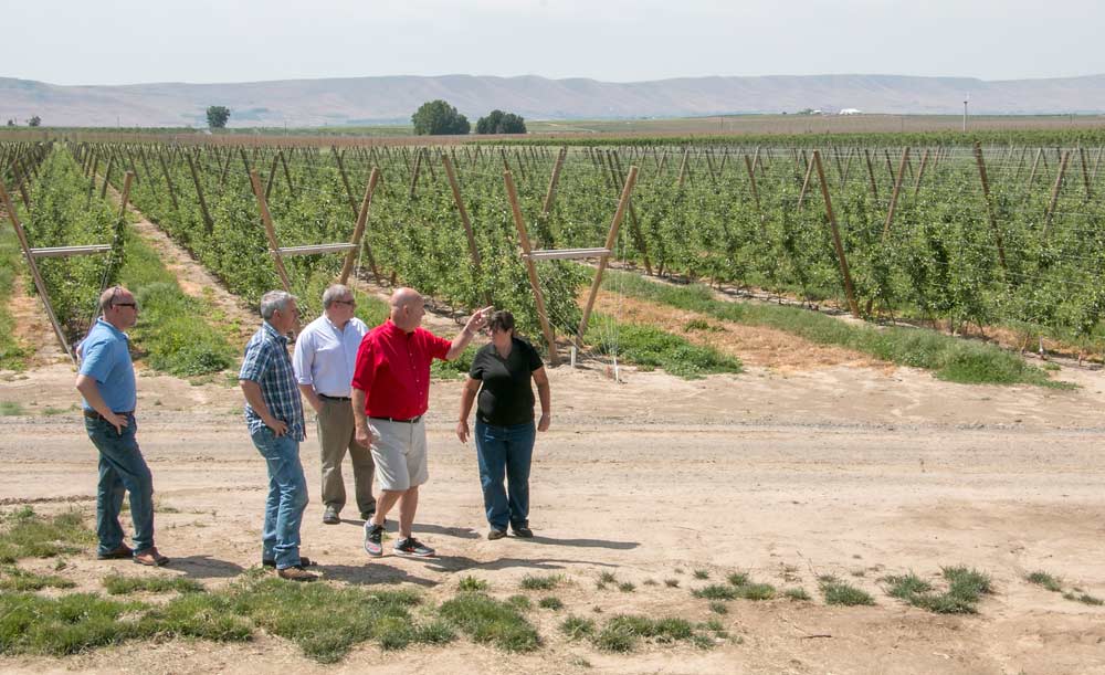Fourth Leaf Fruit Co. staff members pitch custom packing services to grower Ed Webster, wearing red, at Webster’s Rothrock Farms north of Prosser, Washington, in June. Fourth Leaf, formerly Holtzinger Fruit, is one of the few packers in the nation that does not own its own orchards. (Ross Courtney/Good Fruit Grower)