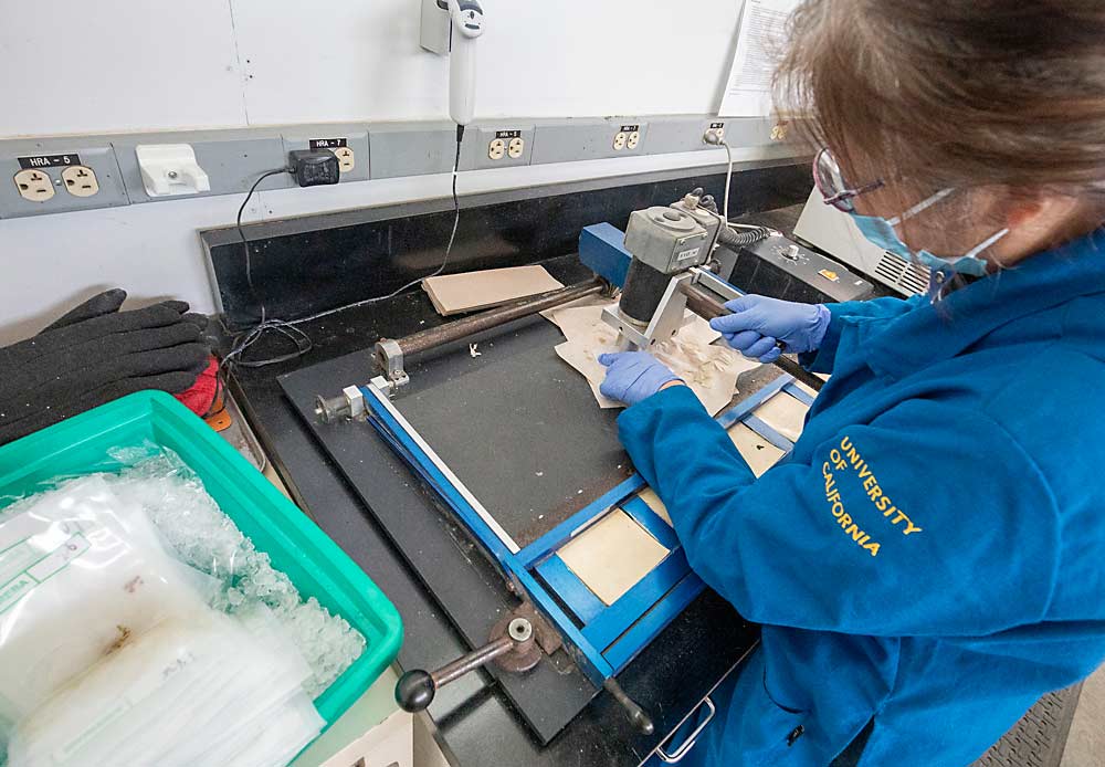 Rong Hu, a technician in the University of California, Davis Foundation Plant Services laboratory, prepares a sample for genetic screening for both viruses and true-to-type verification. This year, the lab began requiring that customers who seek verification provide a “voucher,” a known reference sample, up front before the laboratory spends two or more years on propagation and virus testing. (TJ Mullinax/Good Fruit Grower)