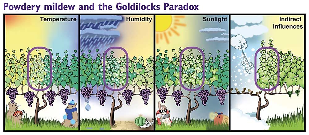 If conditions are just right (purple circle), fungal development is at its peak. Temperatures between 50 and 90 degrees Fahrenheit result in the most infection with the shortest generation time, at 81 degrees. Ideal relative humidity range is 60 to 90 percent humidity and influences how quickly the conidia lose water during germination. The powdery mildew fungus is sensitive to UV light and UV radiative heat. Better sunlight exposure into the canopy improves powdery mildew management. Canopy density is also a critical component to powdery mildew management. When excess shoots grow as a result of cold damage to primary buds, or when primary and lateral shoots grow rapidly due to wet springs, disease pressure is increased. (Source: Charlotte Oliver/Washington State University) 