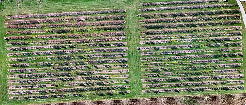An aerial view of research blocks suffering from rapid apple decline at Penn State University’s Fruit Research and Extension Center in Adams County, taken in October. The blocks were planted with different cultivars on Malling 9 rootstocks in 2011 and 2012. The gaps in the tree rows are from dead trees. About 60 percent of the trees in these blocks have died. (Courtesy Md Sultan Mahmud/Penn State University)