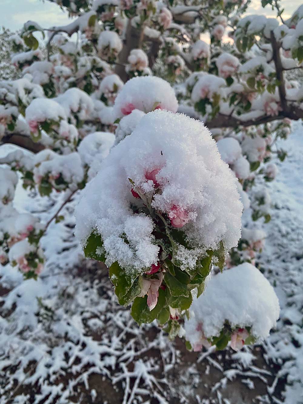 Snow on apple blossoms at Beasley’s Orchard in Danville, Indiana, on April 21. Freezing temperatures April 20–22 killed an estimated 90 percent of the orchard’s fruit. (Courtesy Calvin Beasley/Beasley’s Orchard)