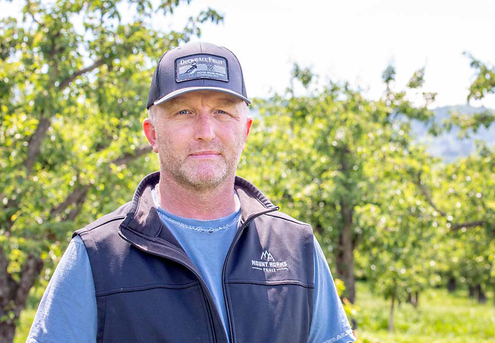 Grower and Fresh Pear Committee board member Dane Klindt at a Hood River, Oregon, pear orchard in May. Klindt said he’s glad the industry decided to update the marketing order to better reflect research on quality standards and hopes the change is the first step toward more industry improvement on fruit quality. (TJ Mullinax/Good Fruit Grower)