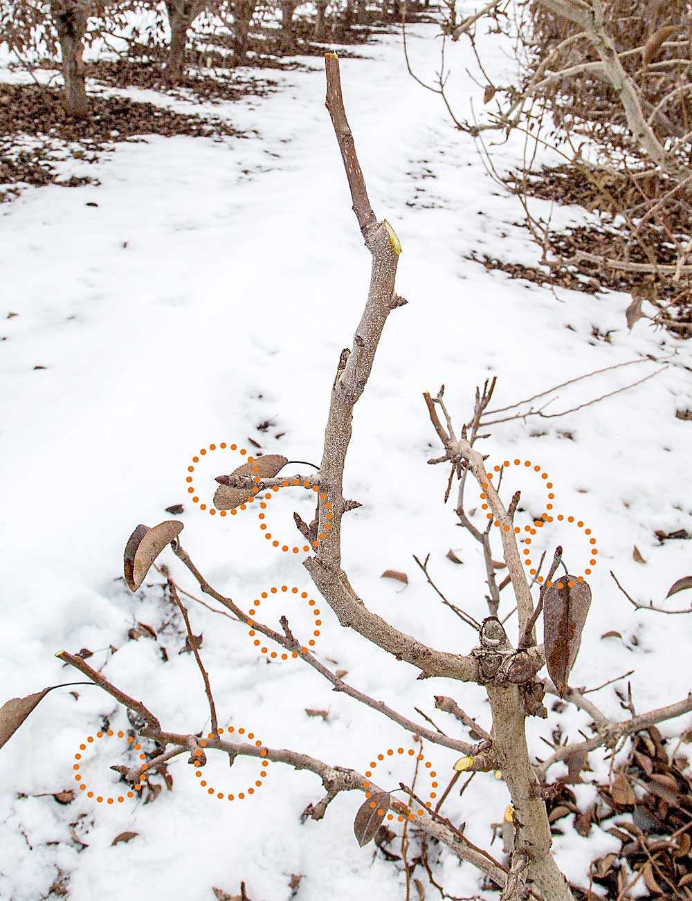 A section newly pruned for the fresh market shows growing points on well-spaced young branches, exposed to sunlight and safe from limb rub. (Photo illustration by Ross Courtney/Good Fruit Grower)