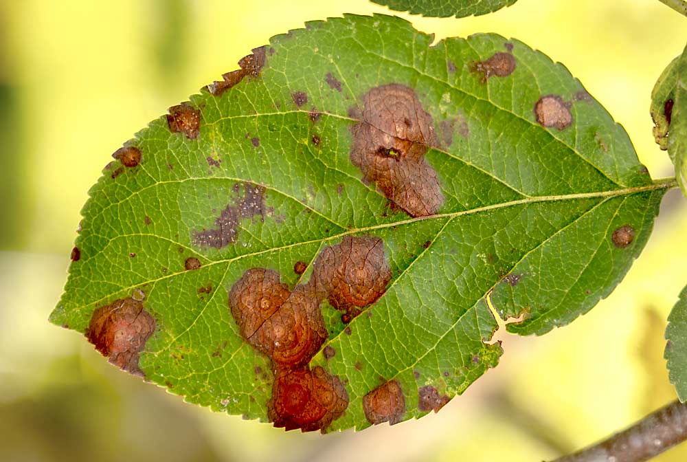 다양한 사과 질병을 인식하도록 컴퓨터 비전 시스템을 훈련시키기 위해 Cornell University 교수 Awais Khan의 연구팀이 찍은 병든 사과 잎의 많은 사진 중 하나입니다.  이 잎은 개구리 눈 잎 반점의 병변을 포함하고 배경에는 다른 병원균에 의해 발생하는 작은 반점이 있습니다.  (Awais Khan/Cornell University 제공)