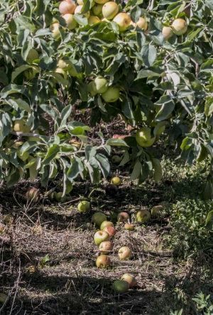 Fallen apples in a Yakima, Washington area orchard on July 19, 2014. (TJ Mullinax/Good Fruit Grower)