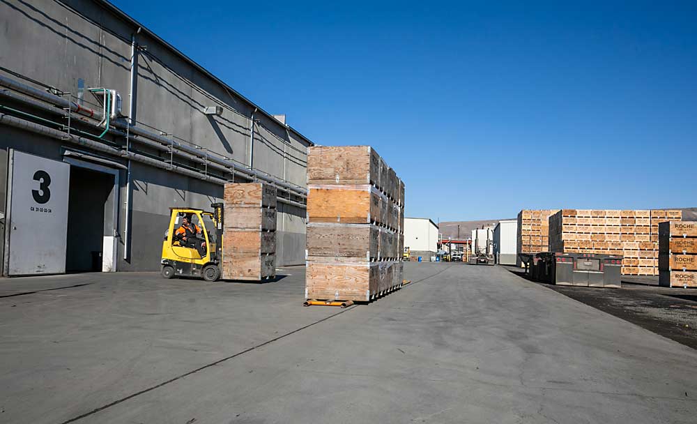 Yakima’s Fruit Row continues to evolve, as seen in areas like one of Roche Fruit’s modern facilities in November, where concrete loading docks have replaced rail lines and semitrucks and forklifts deliver fresh Fuji apples into state-of-the-art cold storage rooms. (TJ Mullinax/Good Fruit Grower)