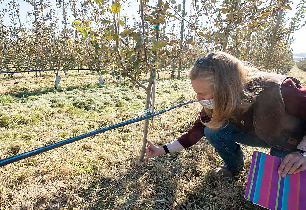 Washington State University’s Tianna DuPont talks about tree growth in the fumigation alternatives trial. In the first two years of data at this site in Othello, the mustard meal treatment resulted in growth comparable to fumigation, but trees in the control group, which received no treatment for replant disease, are growing similarly well, confounding the data, DuPont said. At the two other trial sites, the mustard meal and fumigation both outperformed the untreated control in terms of tree growth. (TJ Mullinax/Good Fruit Grower)