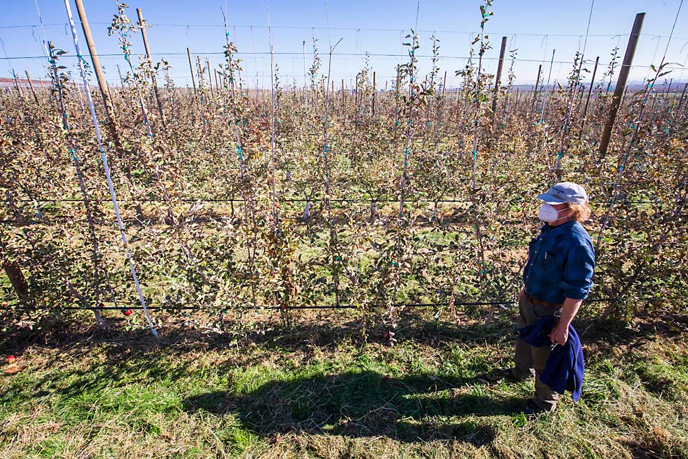 Grower Jim Baird looks over an Othello, Washington, WA 38 block in October 2020 where two fumigation-alternative techniques were tested prior to planting in 2017. So far, tree growth in plots treated with mustard seed meal is comparable to those treated with preplant fumigation, according to Washington State University extension specialist Tianna DuPont. (TJ Mullinax/Good Fruit Grower)